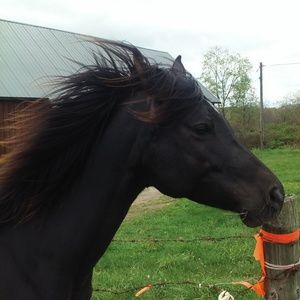 Meet your Posher, Nancy